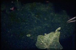 �t���E��