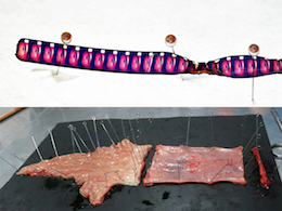 サヴァイヴァル5+3(デジタル捕獲版)