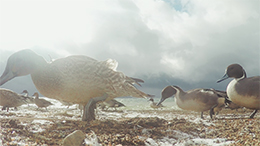 コールヒストリー