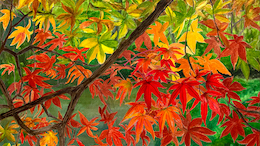 �H�F�̃A���o��