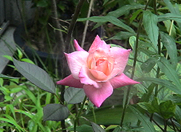 �Ɏ��I�ɃR�A�̉Ԃ���