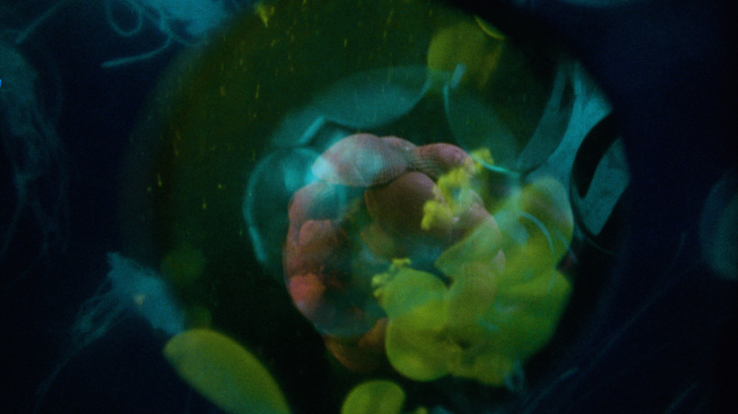 The Silence of Sirens (in progress)