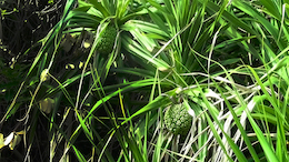 �◯���ɂ�