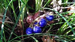 �ւ̕E�i�W���m�q�Q�j