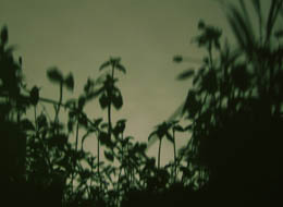 in the forest of shadows