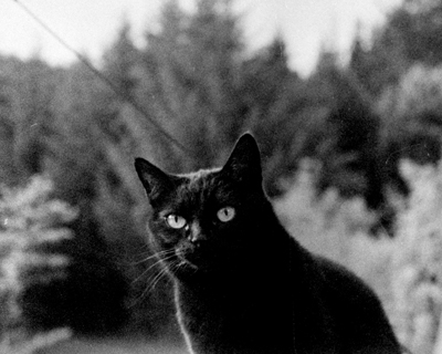 �f�B�X�E�C�Y�E�}�C�E�����h