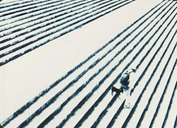 ������Ȏ���