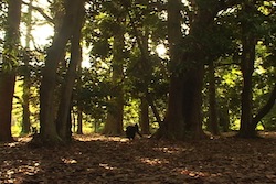 ���X�ƈ��