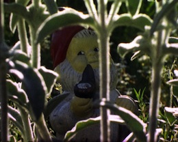 �h�b�O�E�s�[�v��