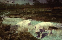 �N���E�h�E�V���h�E