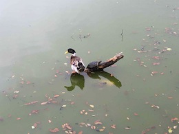 ����������X