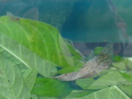 ���ɂ䂭���̐�