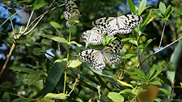 類もまれな断片の壮麗