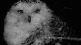 類もまれな断片の壮麗 Ⅱ