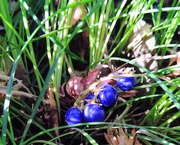 �ւ̕E(�W���m�q�Q)