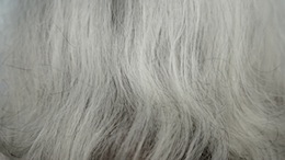 EVERLASTING SUMMERDAYS